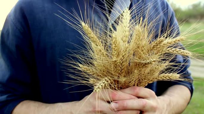 人的手检查小穗小麦的质量。一位农民手里拿着小麦小穗。成熟小麦的小穗在阳光的照耀下。