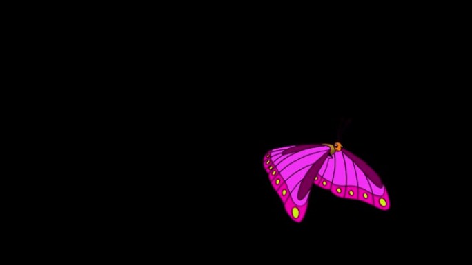 紫色条纹蝴蝶苍蝇阿尔法