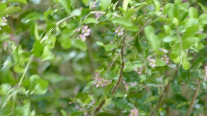 树樱桃枝与花在雨中