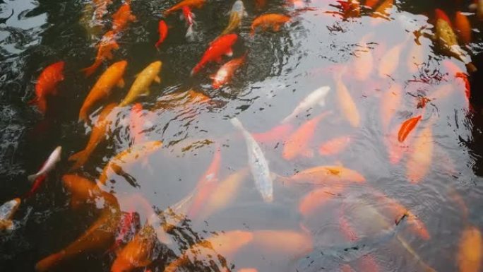 一群大锦鲤鱼在豫园池塘里游泳寻找食物的俯视图，4k镜头，拥挤的鱼。