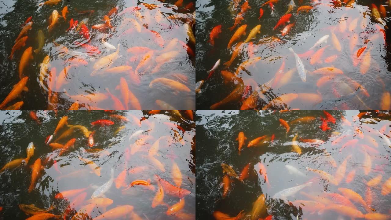 一群大锦鲤鱼在豫园池塘里游泳寻找食物的俯视图，4k镜头，拥挤的鱼。