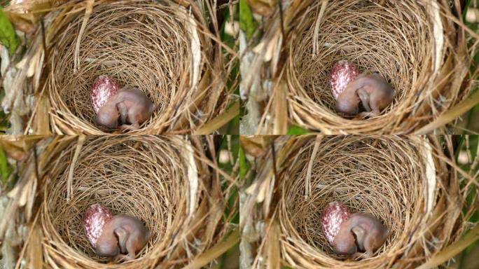 在巢中睡觉的新生条纹耳bulb鸟