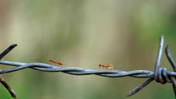 红色蚁群的特写镜头在生锈的铁丝网上成排行走