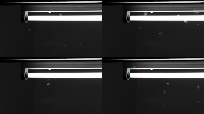 飞蛾在荧光灯周围飞来飞去。
