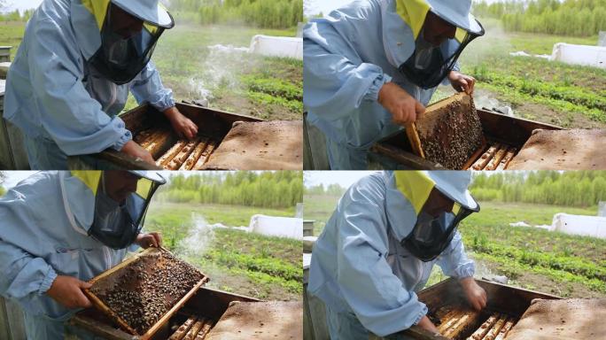 养蜂场上的养蜂人。养蜂人正在养蜂场上与蜜蜂和蜂箱一起工作。养蜂人从蜂箱中取出带有蜜蜂的框架，并握在手