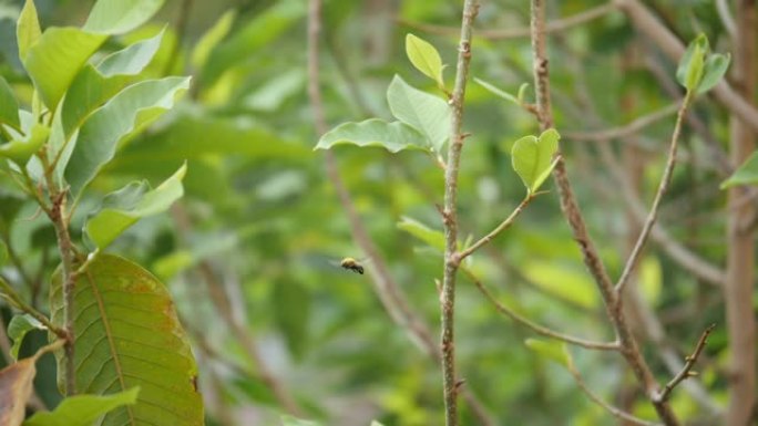 蜜蜂在植物的绿叶和树枝之间飞行的超慢动作视图