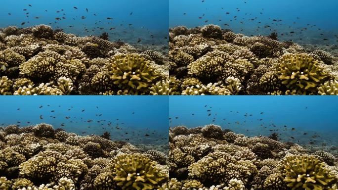 美丽的热带鱼游近珊瑚礁。有小鱼的水下生活。在清澈的水中潜水。