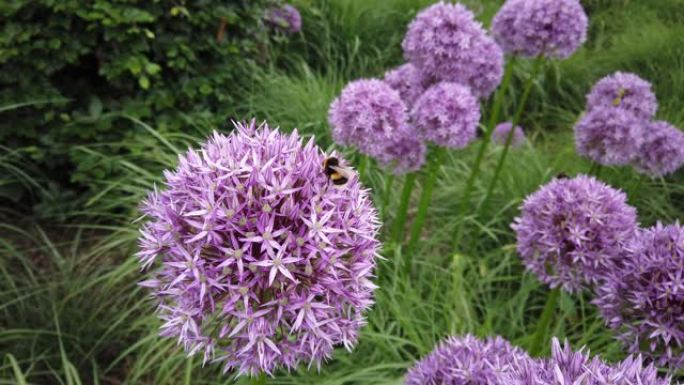 蜜蜂授粉大型紫色葱属花