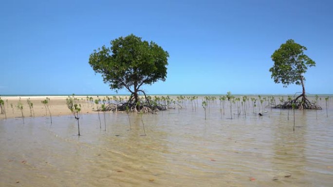 红树林生长在昆士兰州北部4英里海滩的浅海水中，有平静的海面和完美的蓝天。