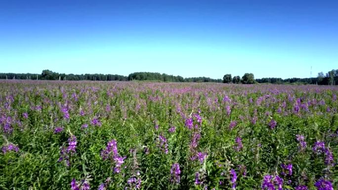 Flycam穿过满是美丽花朵的广阔紫色田野