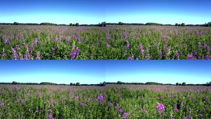 Flycam穿过满是美丽花朵的广阔紫色田野