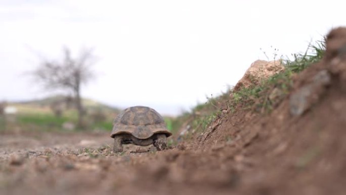 一只乌龟在土壤上行走。
