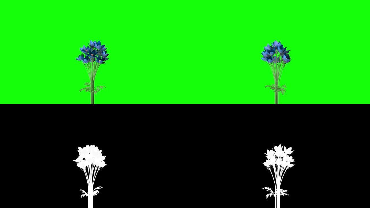 花卉动画循环alpha镜头包括