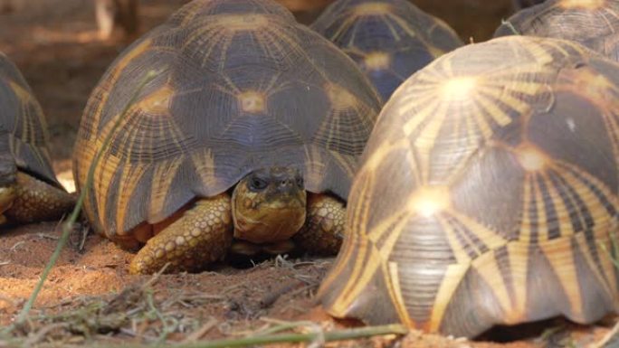 辐射龟-极度濒危的龟物种，马达加斯加特有的，在地面上行走，特写细节