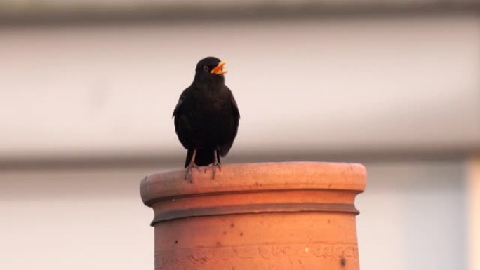 一只黑鸟在城市的烟囱上唱歌，远处有清晰的清脆声音，警笛声