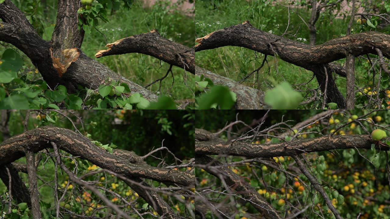 一根折断的树枝