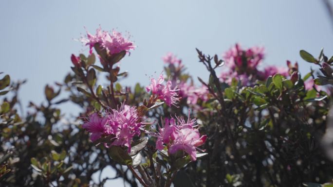 野杜鹃花盛开