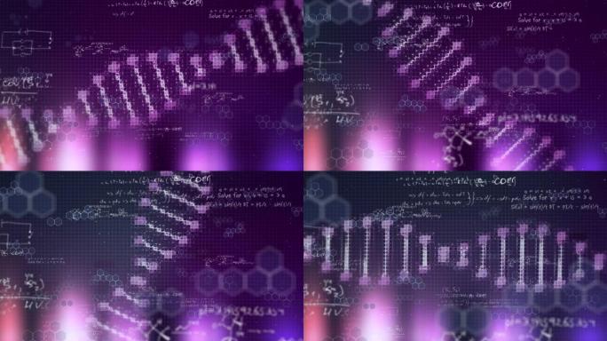漂浮在紫色和黑色背景上的数学方程的DNA菌株旋转的动画