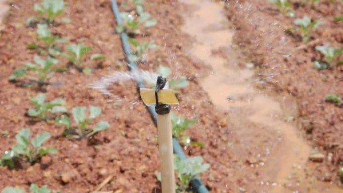 一组旋转洒水器在带有白菜幼芽的田野上喷水。农业灌溉系统。在种植园飞溅的液滴