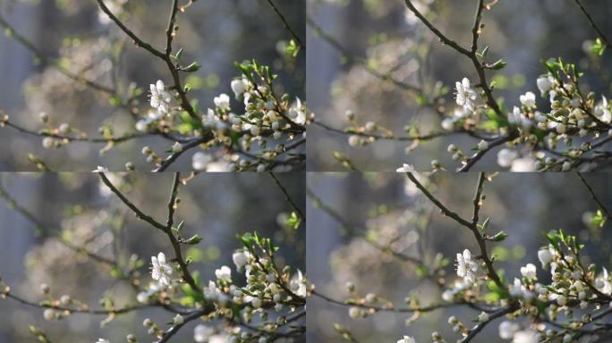 漂亮的白杏春花树枝宏观自然4k视频