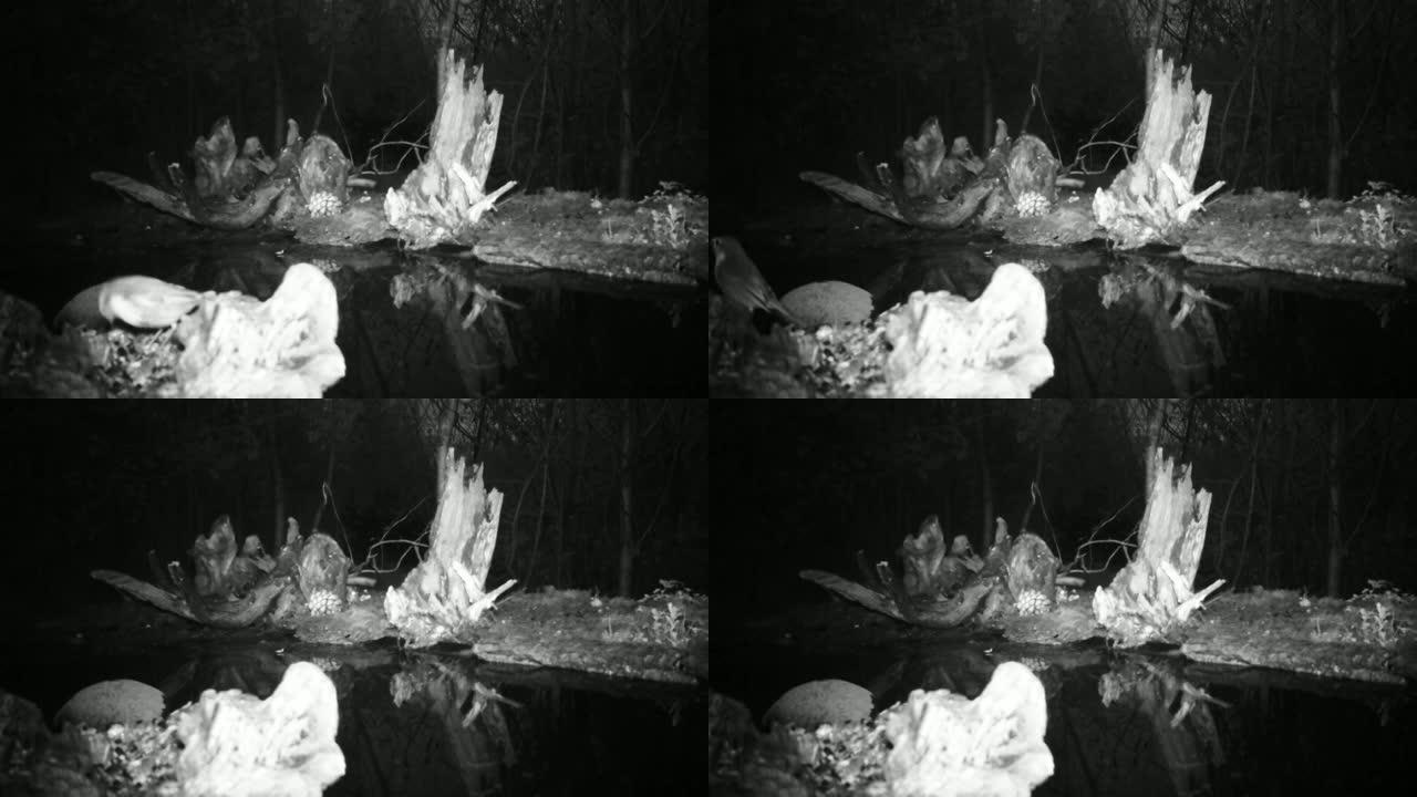 欧洲罗宾 (Erithacus Rubecula Robin Redbreast) 在水池附近的夜晚