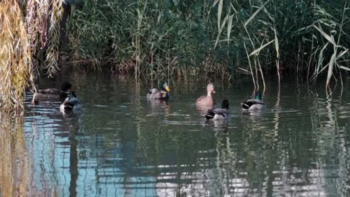 美丽的鸭子在柳树下的池塘里游泳特写
