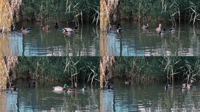 美丽的鸭子在柳树下的池塘里游泳特写