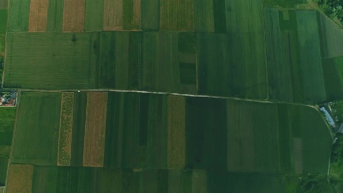 无人机扫描农场，从上方分析一排排农作物的绿色田野。