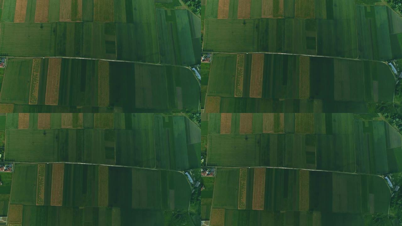 无人机扫描农场，从上方分析一排排农作物的绿色田野。