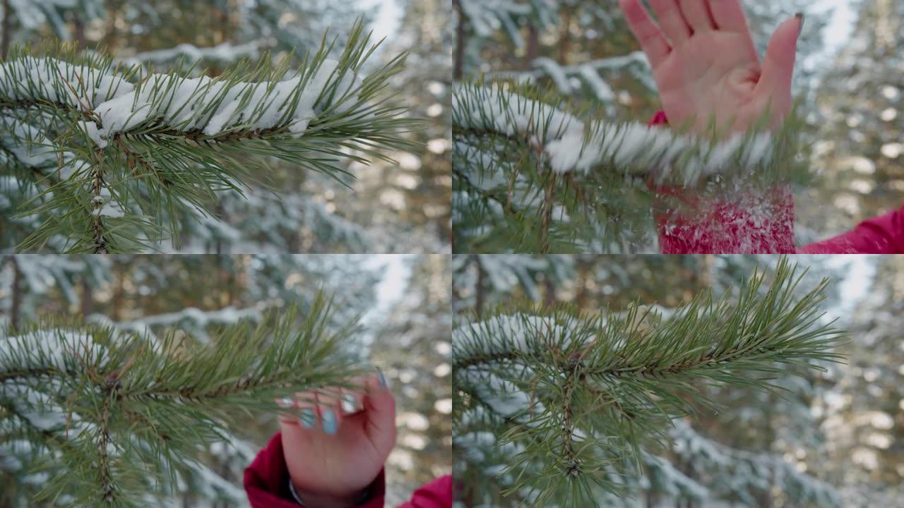 冬季森林中树枝上的手摇雪的镜头