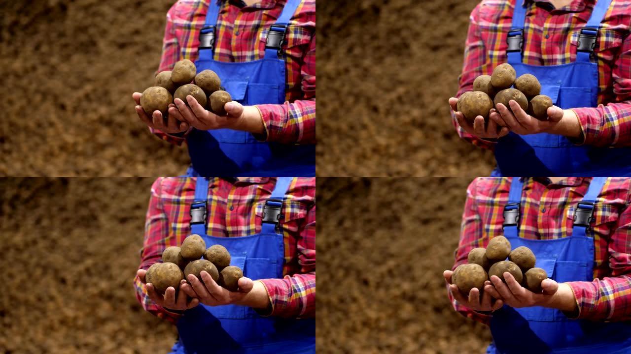 特写镜头，农夫的双手握着一把，几只马铃薯块茎在马铃薯储藏仓库的背景下。马铃薯收获、农业、食品工业