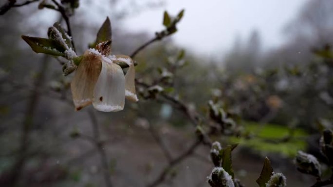 白玉兰树被雪覆盖