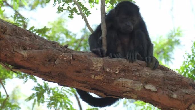 哥斯达黎加森林中的大吼猴 (Alouatta palliata) 在树上放松