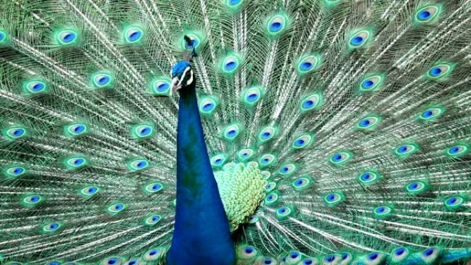 孔雀鸟精彩的羽毛开轮肖像，充满活力和仪式感的舞蹈