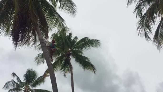 男子爬一棵高椰树