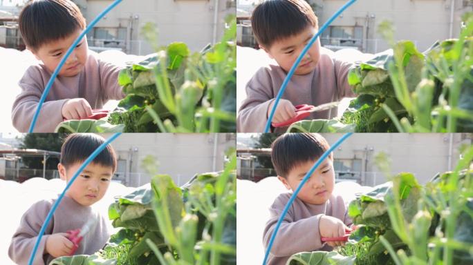 男孩在田间收获蔬菜