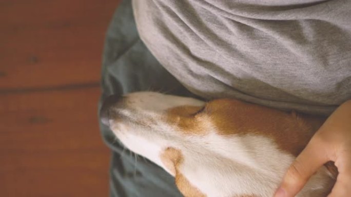杰克·罗素梗犬在大腿上睡觉的镜头正上方