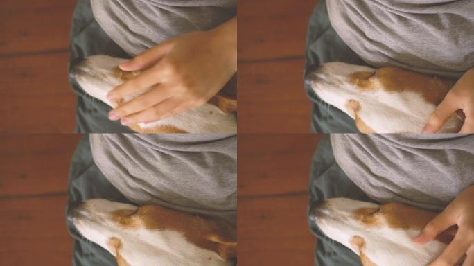 杰克·罗素梗犬在大腿上睡觉的镜头正上方