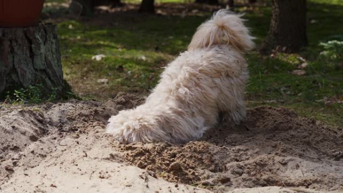 小狗在春天森林的沙子上挖了一个洞