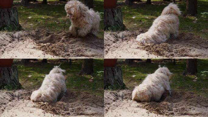 小狗在春天森林的沙子上挖了一个洞