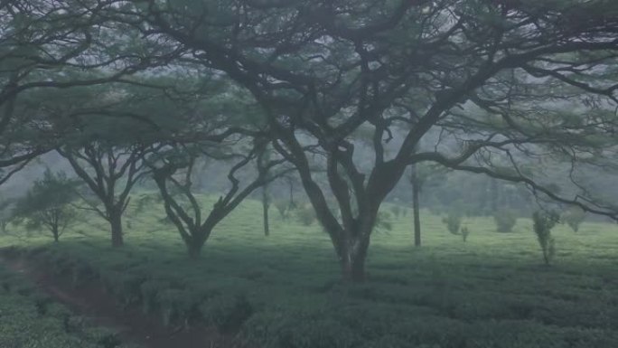 印度茶园景观风景。空中无人机视图