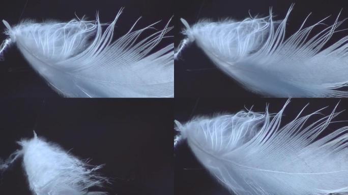 小白羽毛孤立地漂浮在风中。