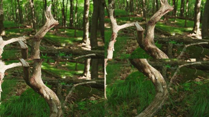 森林里老死的小树干