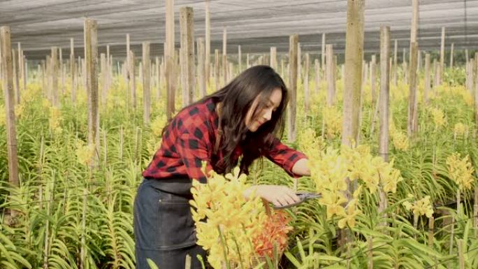 亚洲年轻女农民在兰花农场收获和工作。女性在平板电脑上注明，并在篮子中切下生长的兰花。花卉种植园的所有