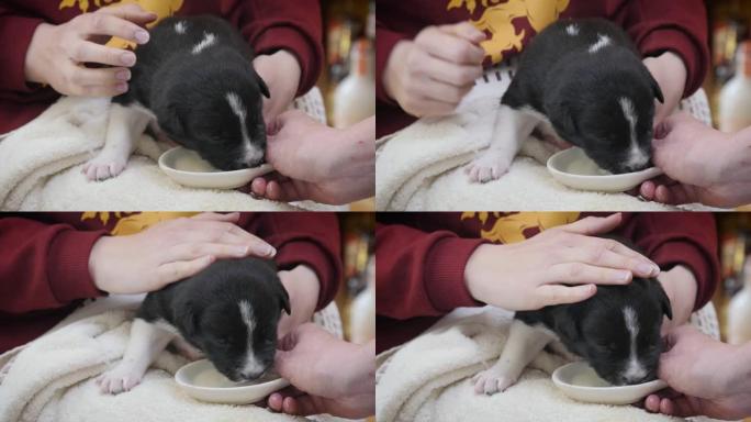 新生边境牧羊犬小狗第一次搭接喝奶