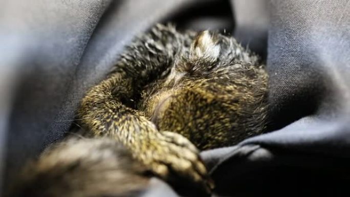 一只获救的小松鼠在睡觉时依偎在布上