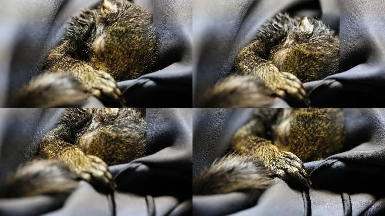 一只获救的小松鼠在睡觉时依偎在布上