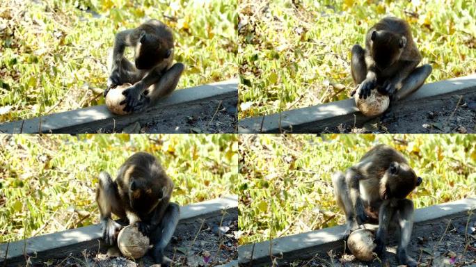 长尾猕猴吃和玩椰子
