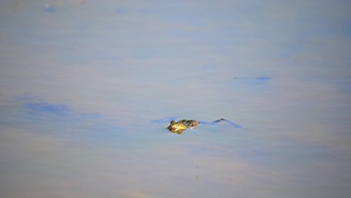 在湖上，青蛙的头从水里平静地游泳