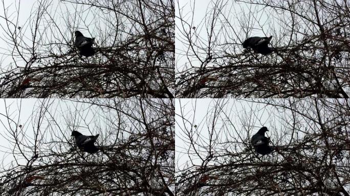 鸟木鸽降落在冬天白雪皑皑的森林树上的树枝上